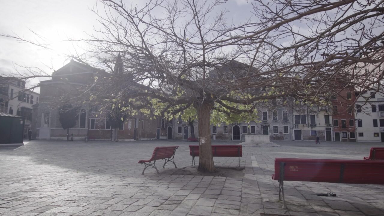 Bench under a tree in an empty square with no people