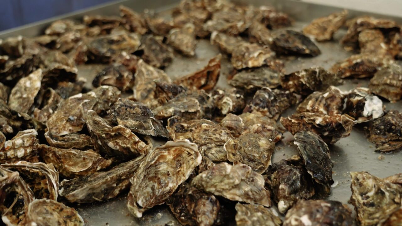 Motion along metal tray with fresh raw oyster molluscs