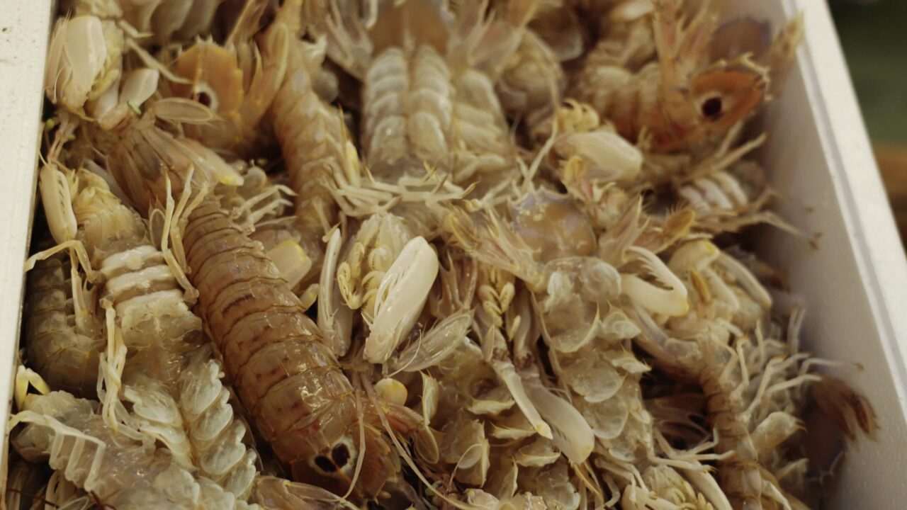 Royal Shrimps live in the container