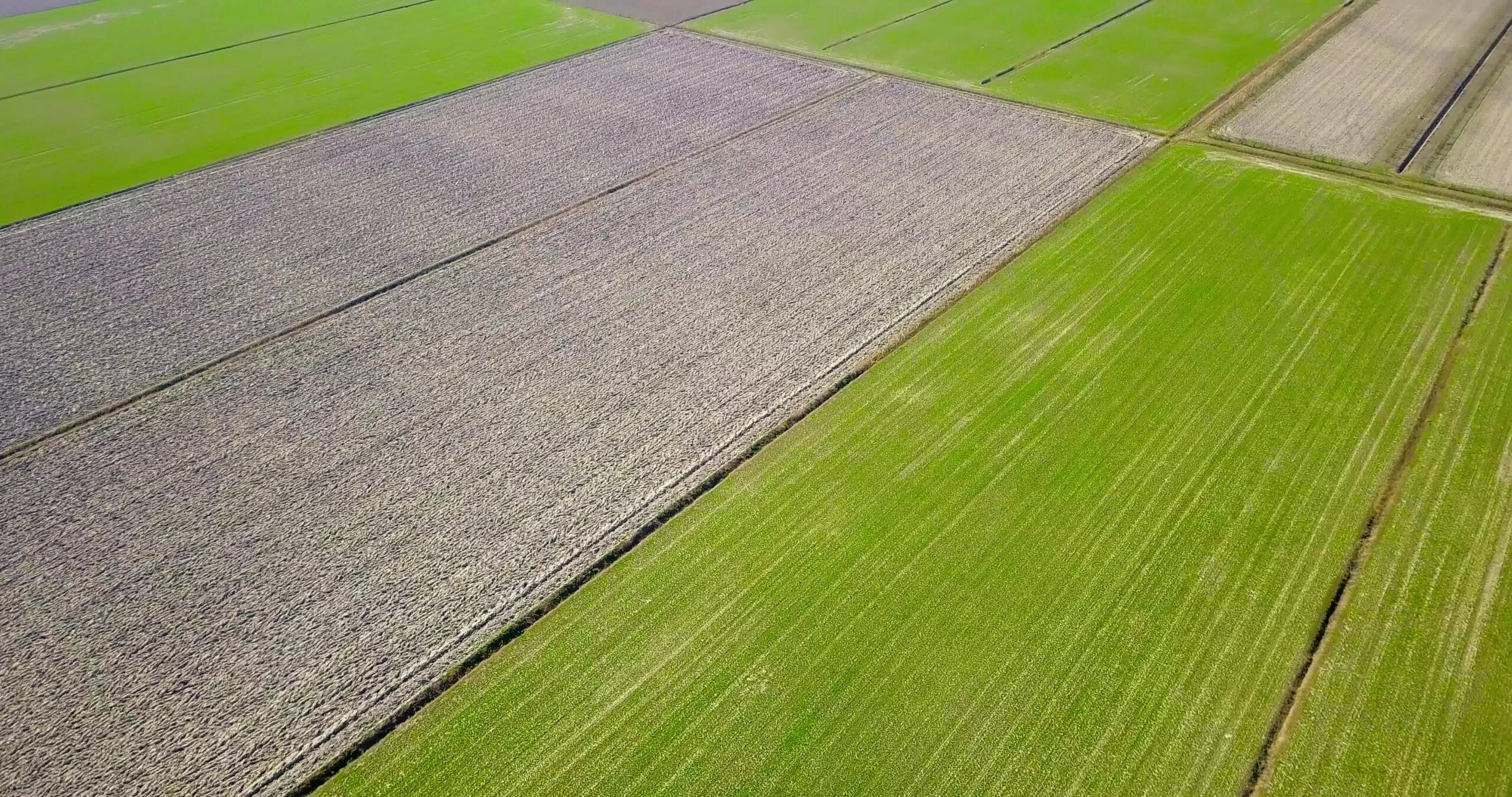 Fresh green garden beds by perfect rectangular plowed fields