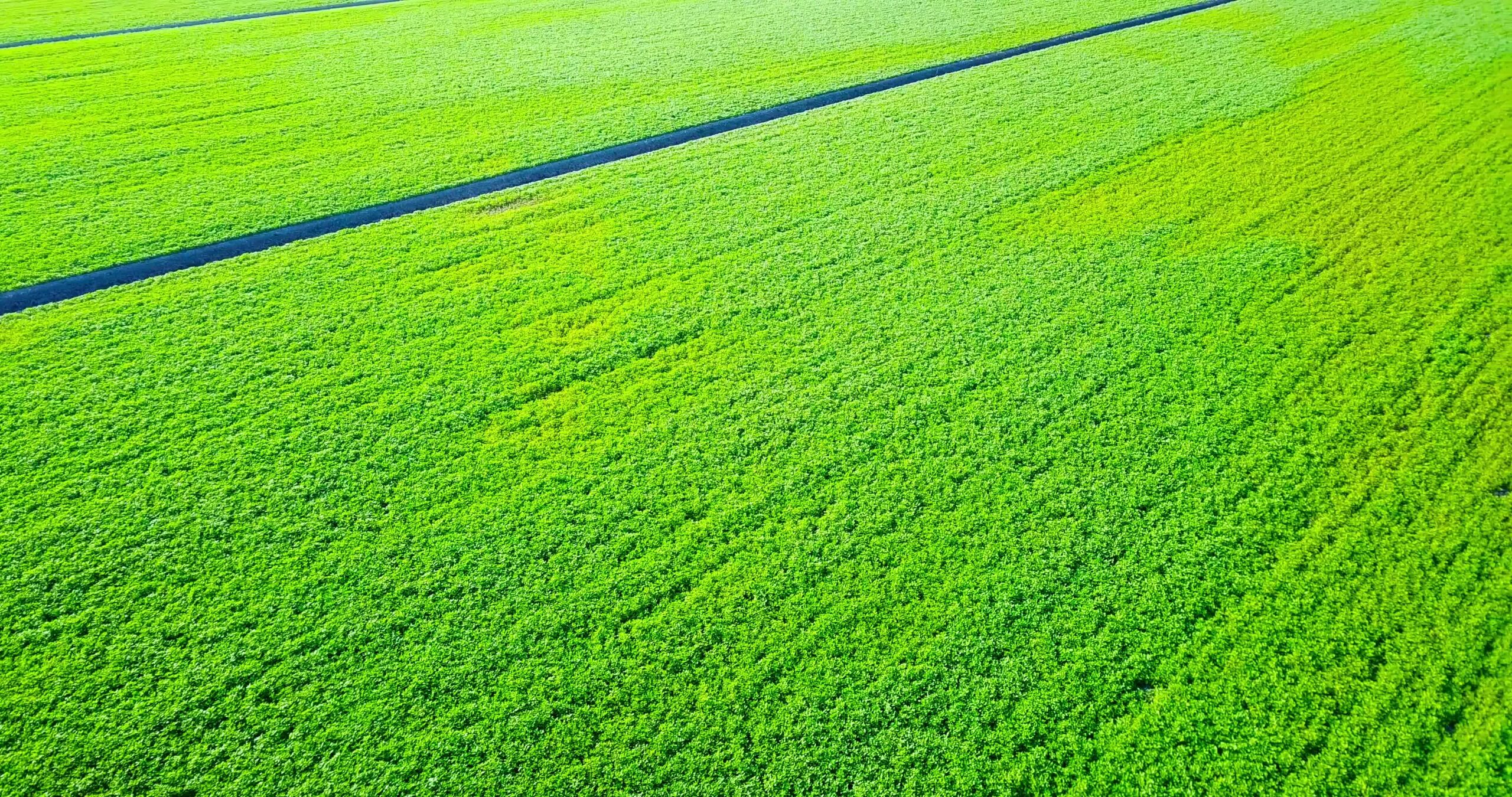 Juicy vegetable beds surrounded by narrow irrigation canals