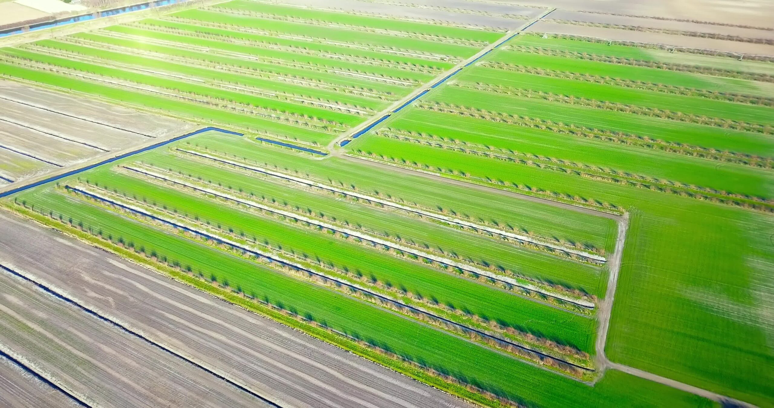 Irrigation canals divide perfectly shaped juicy green fields
