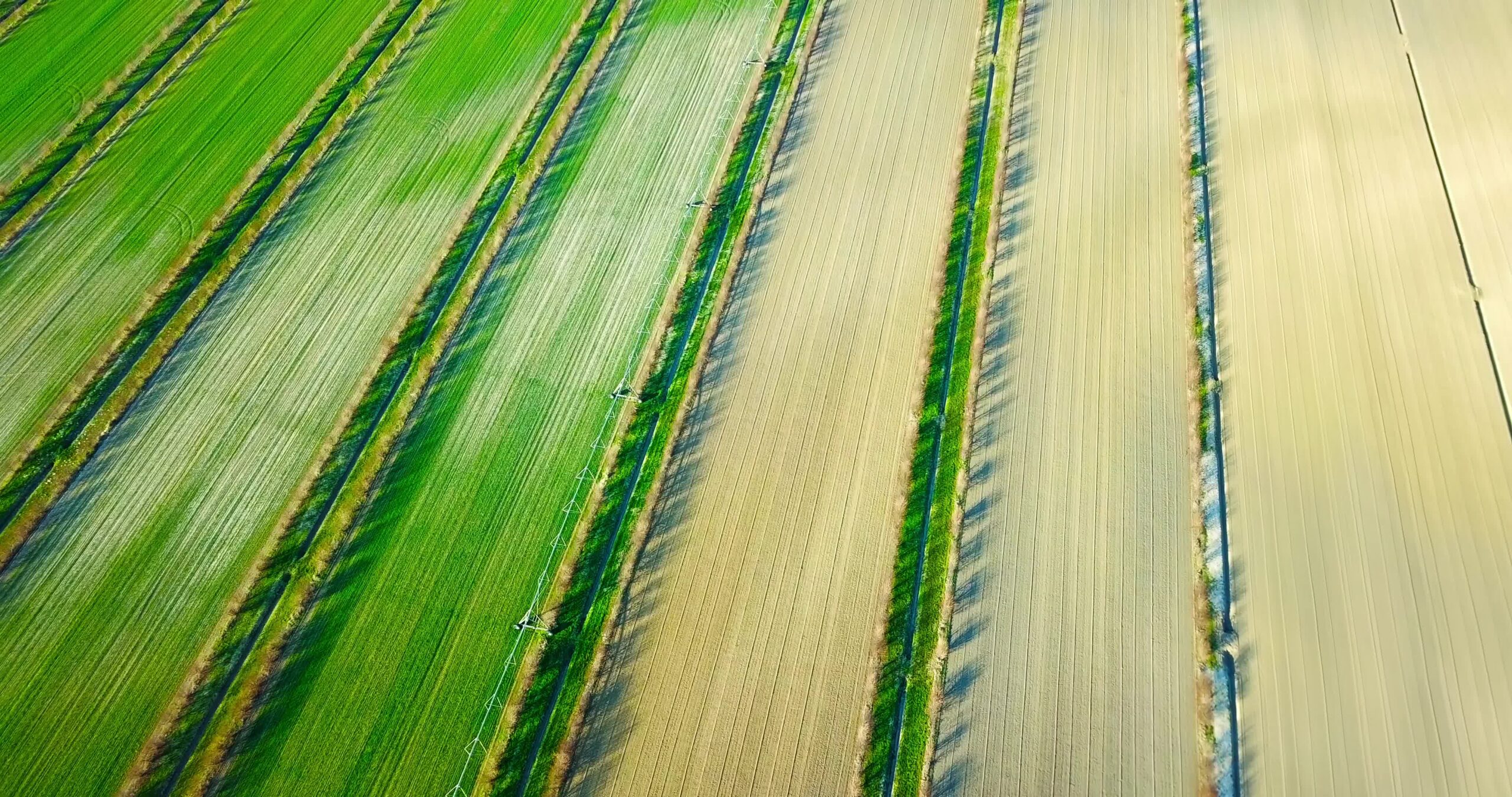 Juicy green fields of perfect shapes with early sprouts