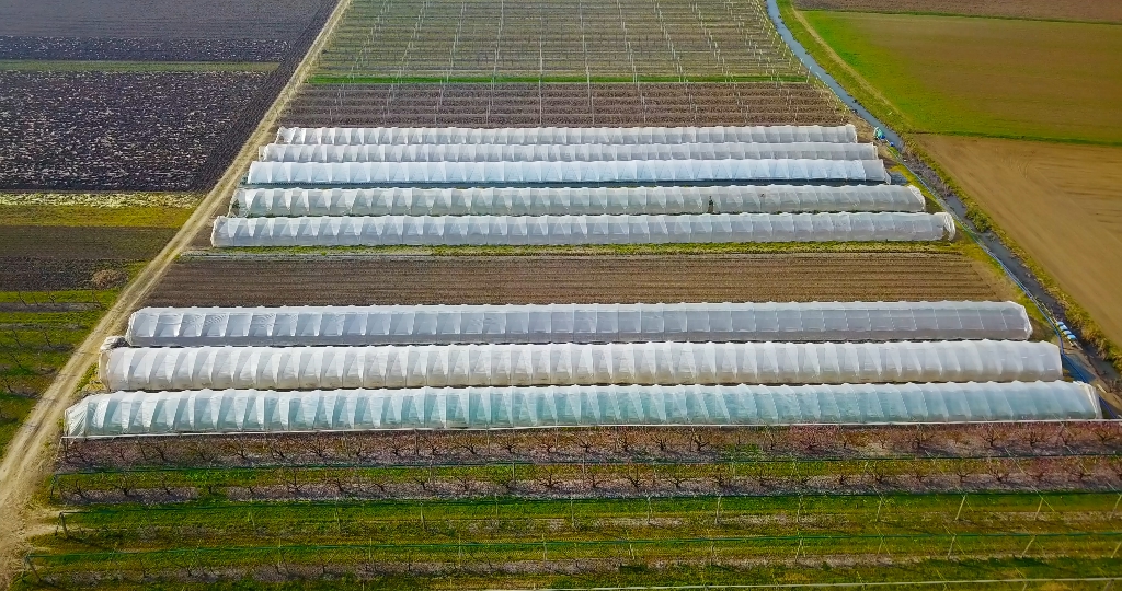 Spostati lungo infiniti campi di vigneti locali con focolai