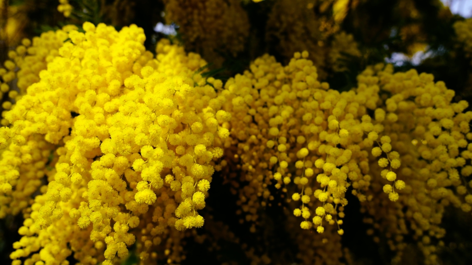 Mimosa: A Symbol of Solidarity and Recognition on International Women’s Day