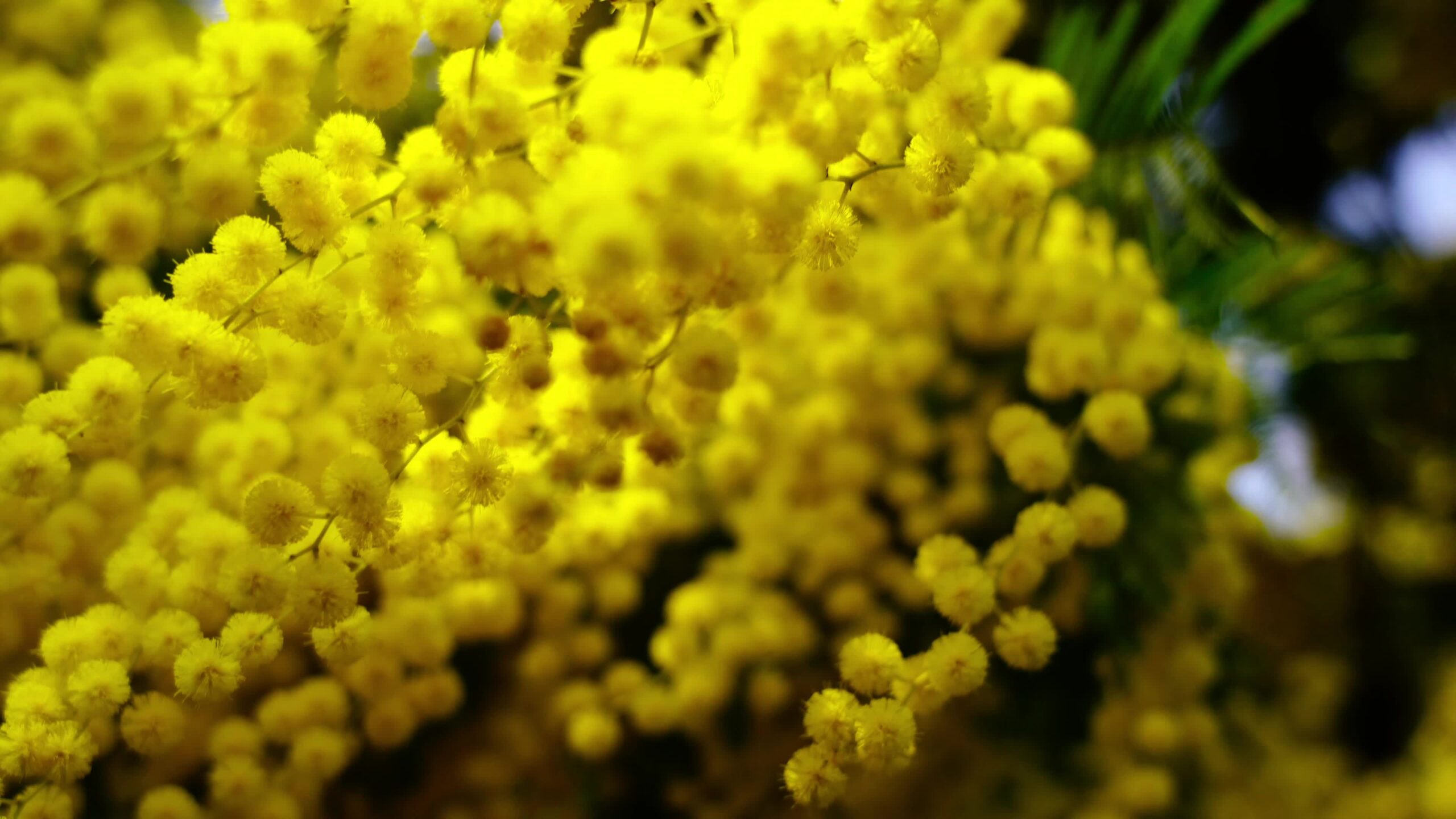 Mimose in primo piano sull’albero