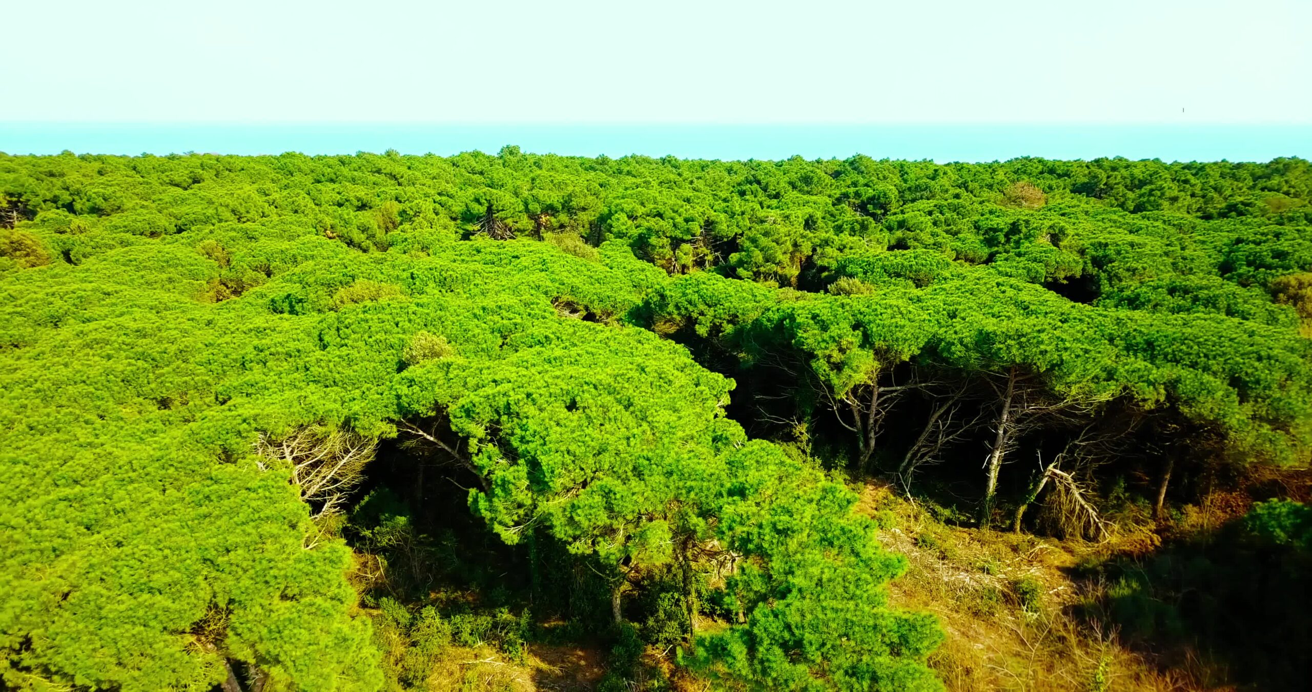 Infinita foresta verde con numerosi grandi alberi in primavera