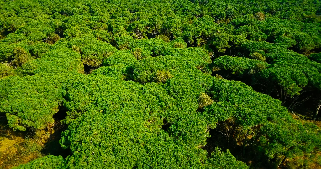 Verde foresta con alberi rigogliosi contro spiaggia e mare sconfinato