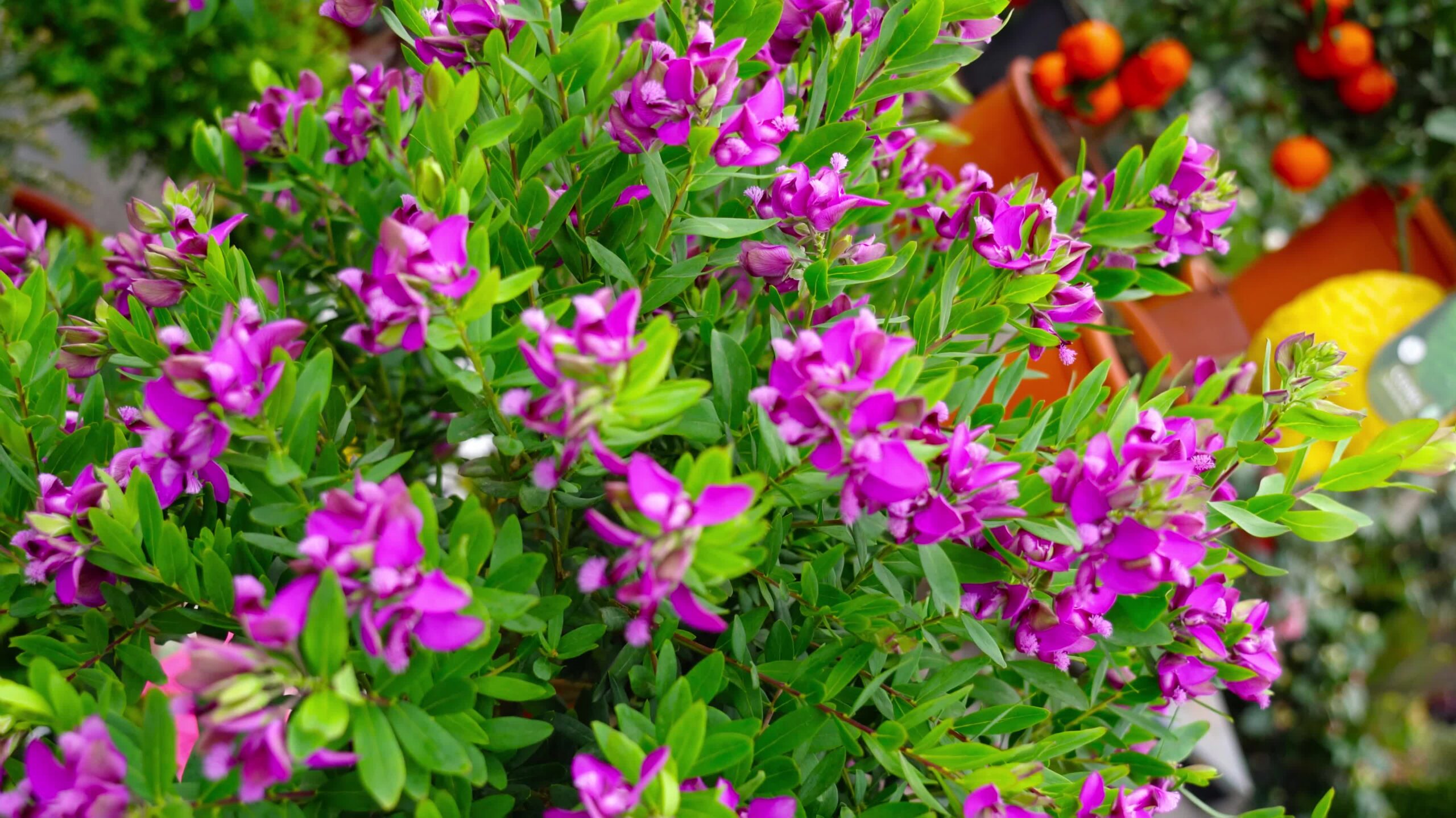 Purple Phlox flowers against fruit pot plants in marketplace