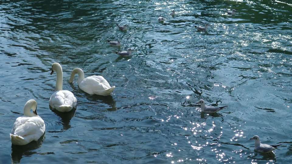 Swans and seagulls swim on the river water