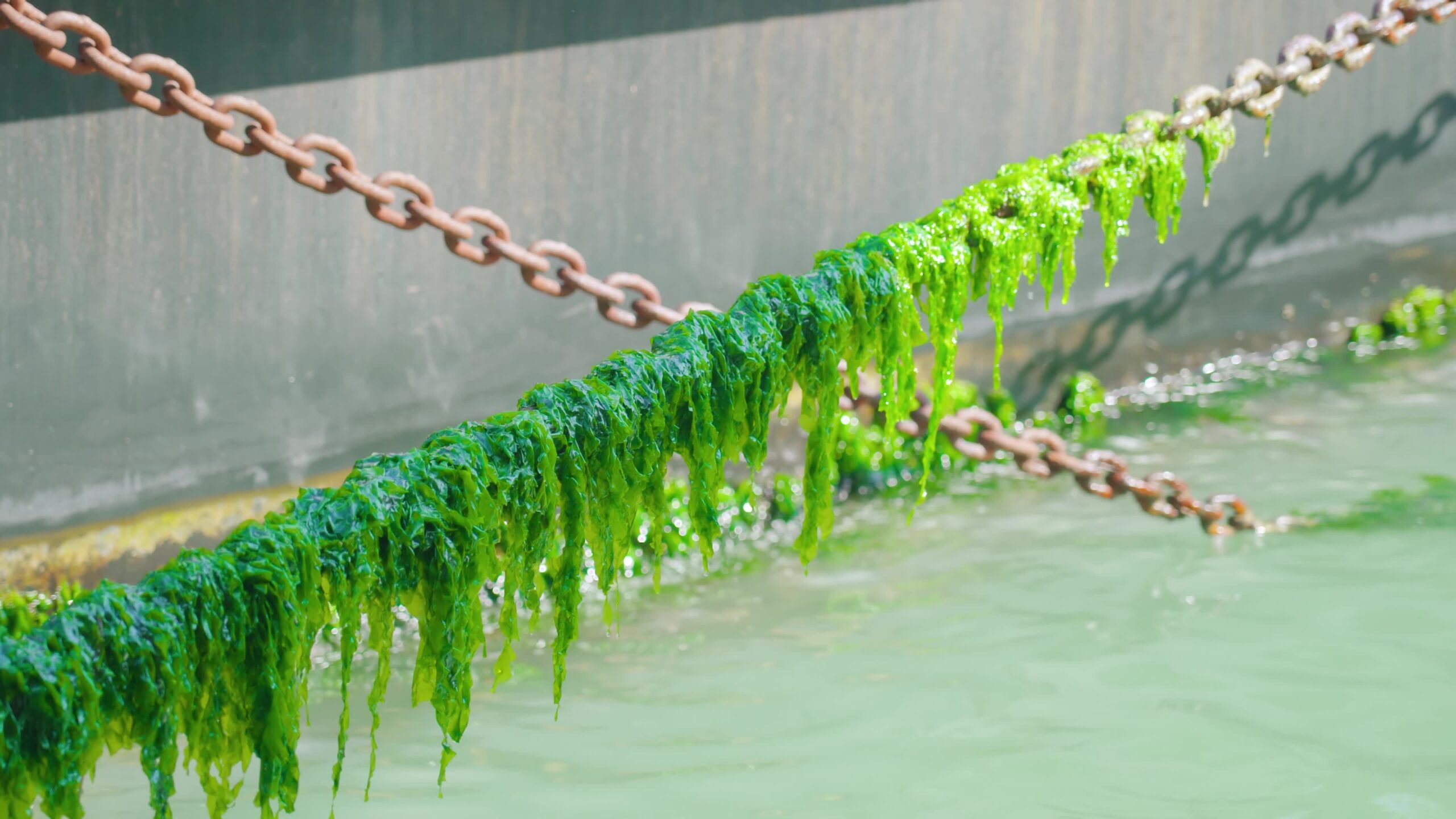 Catene ricoperte di fioriture algali sui corsi d’acqua veneziani