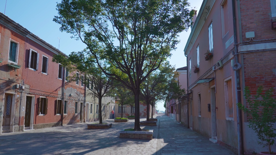 Large trees grow in middle of city street pavement in Murano