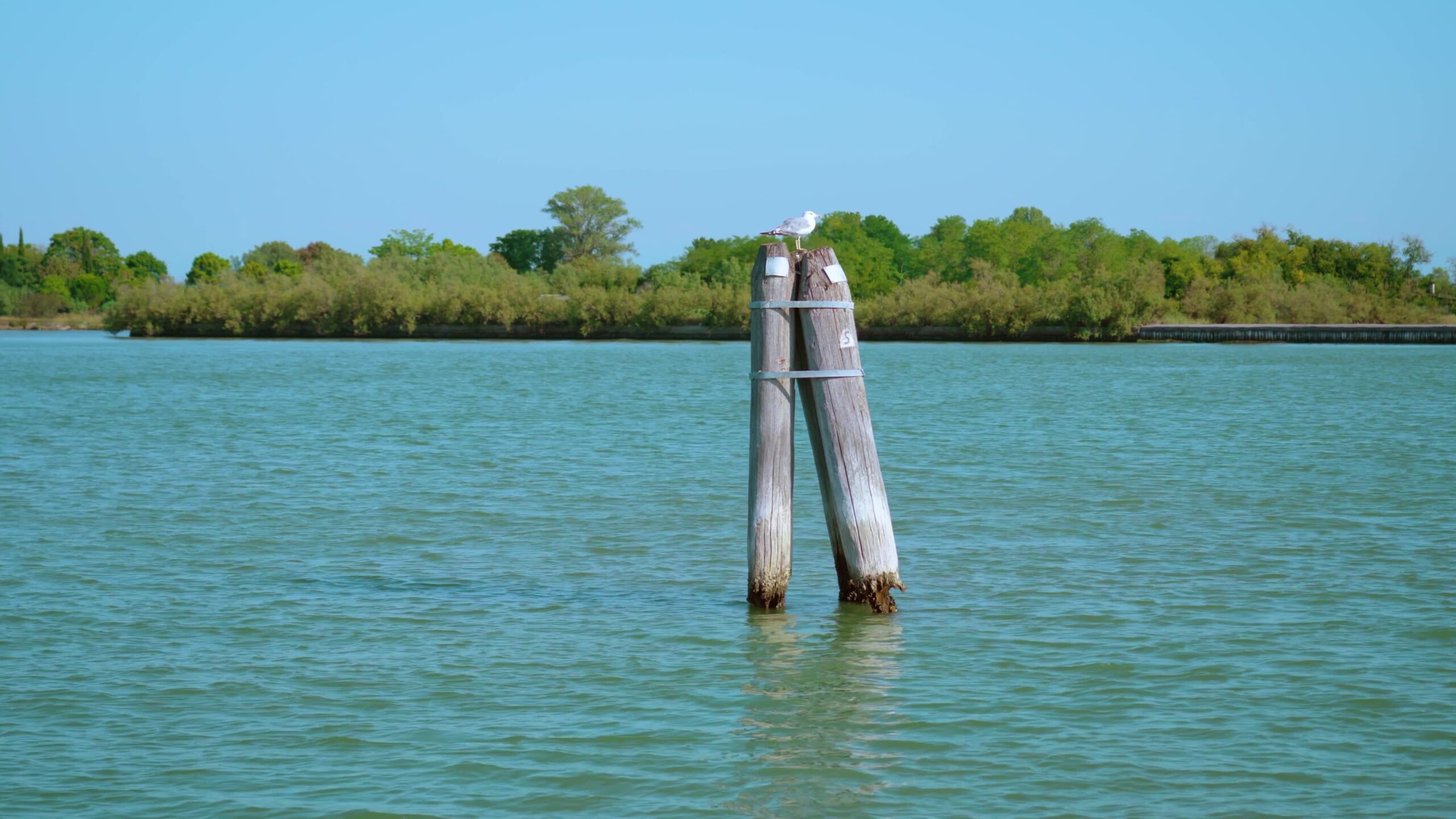 View of old wooden channel markers in Venetian lagoon