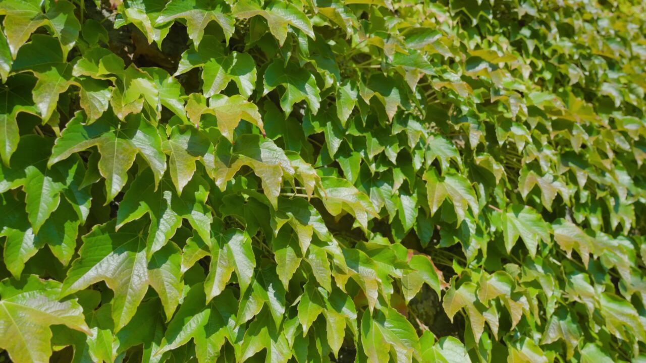 Lush bright green climber leaves at sunlight closeup