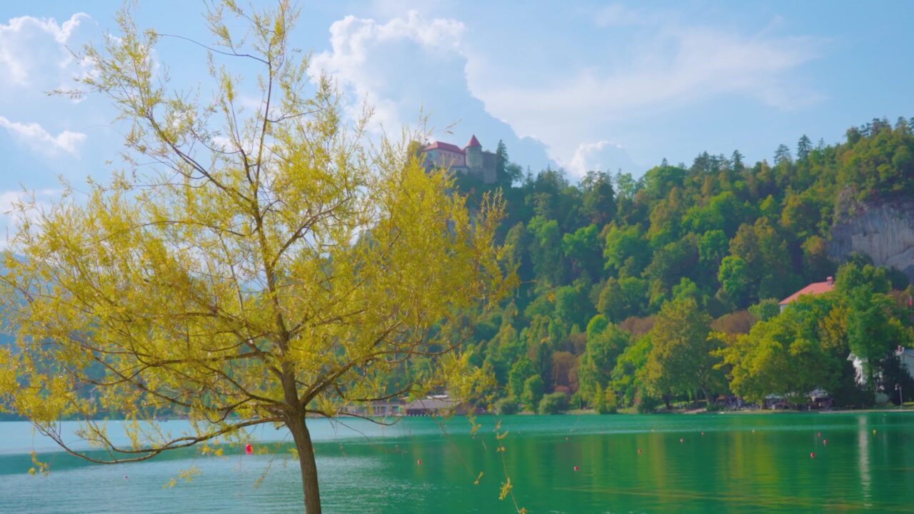 Yellow tree growing against blue Bled lake near high hill