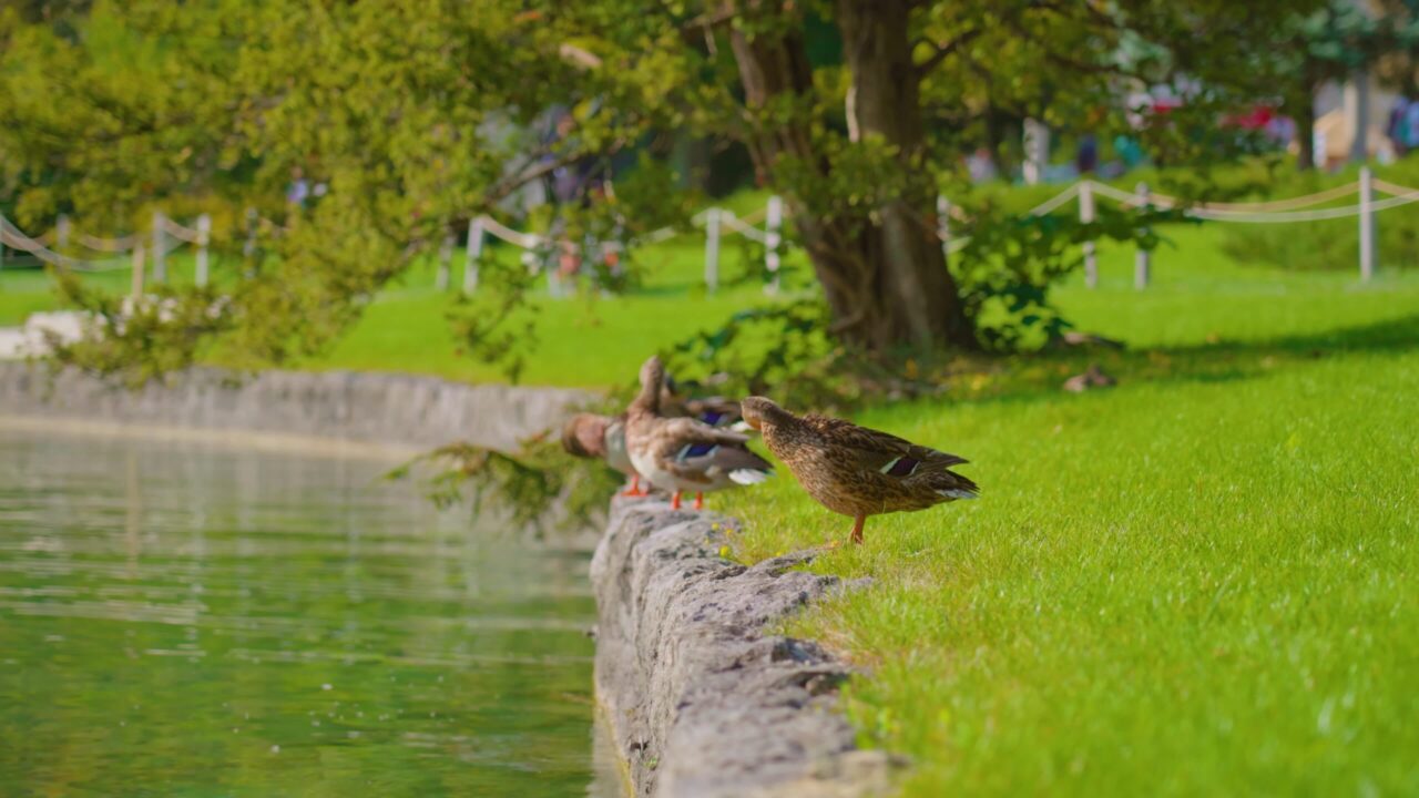 Wild ducks standing on edge of Bled lake bank in city park