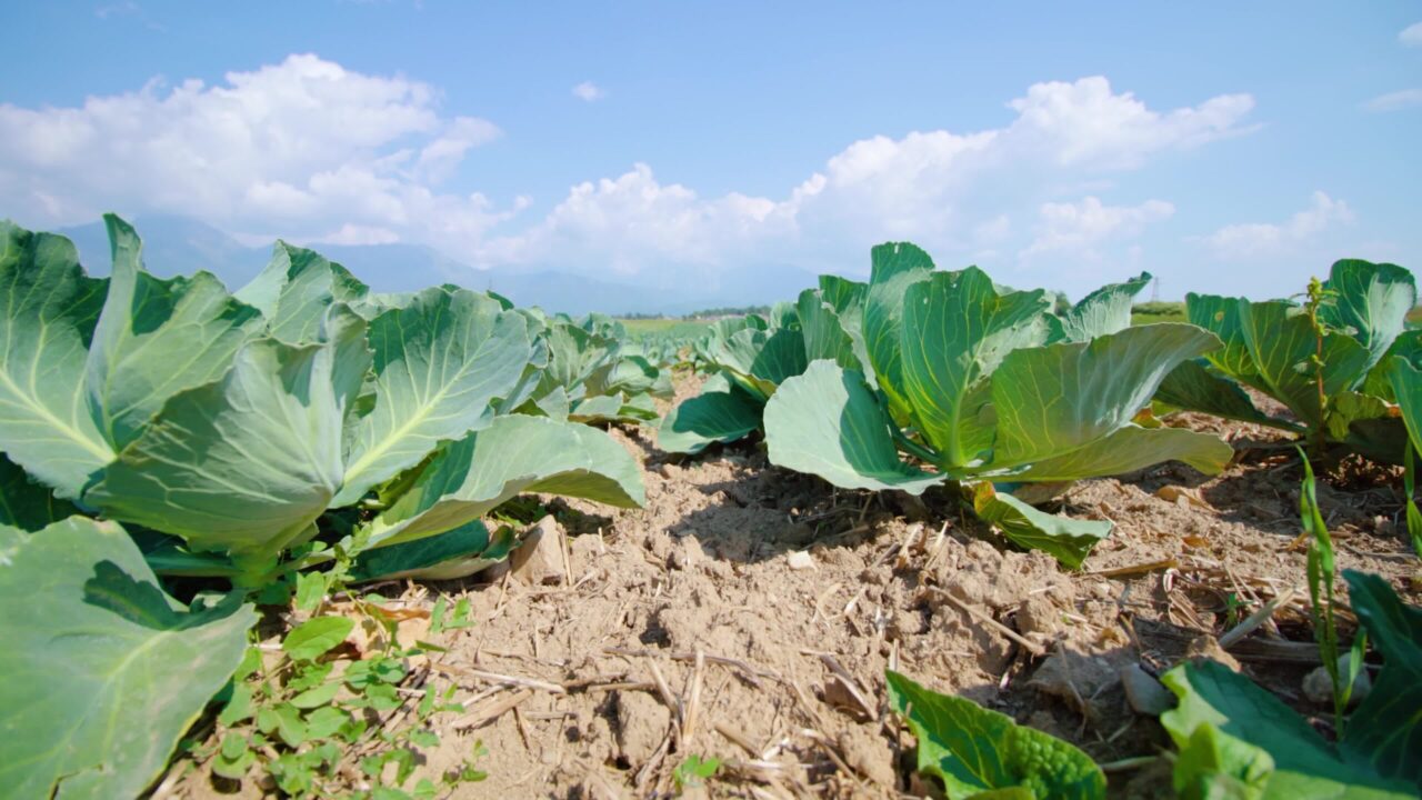 Le piante di cavolo crescono sull’orto