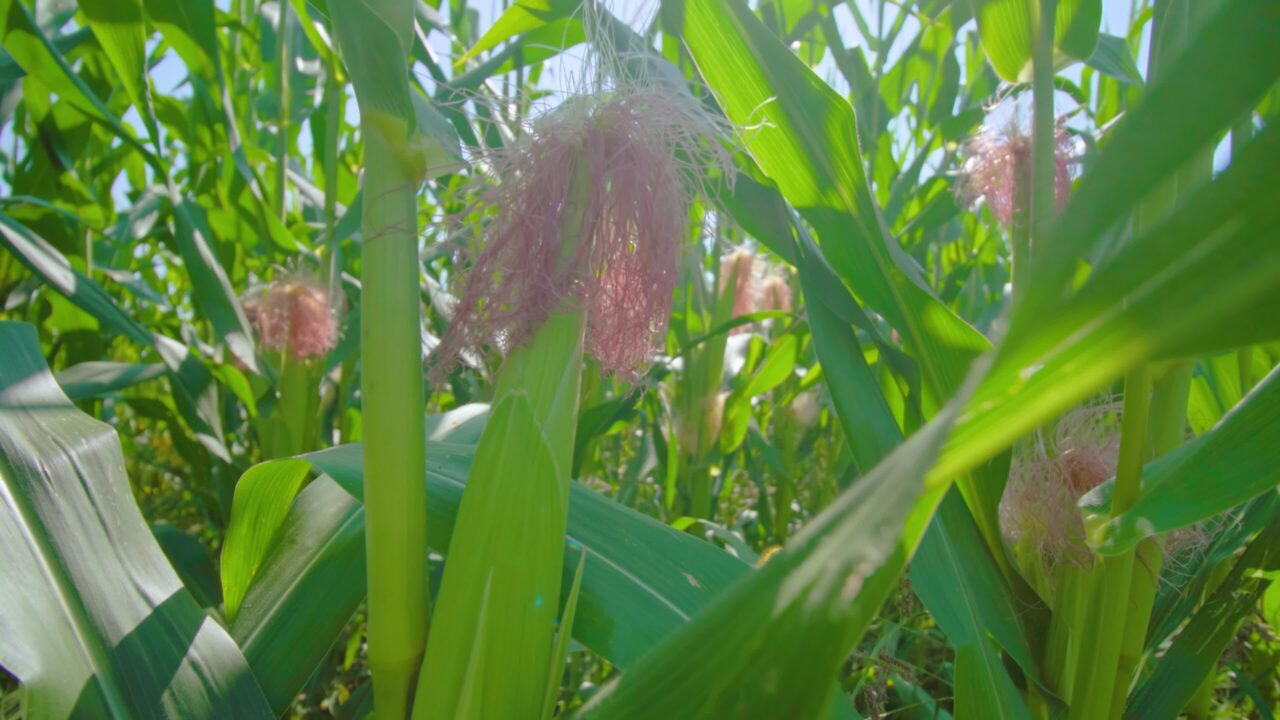 Giardino con piante di mais che ondeggiano nel terreno sotto la luce del sole