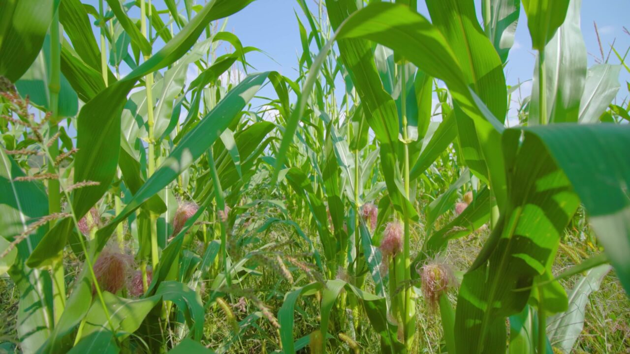 Piante di mais che crescono sotto il cielo sereno