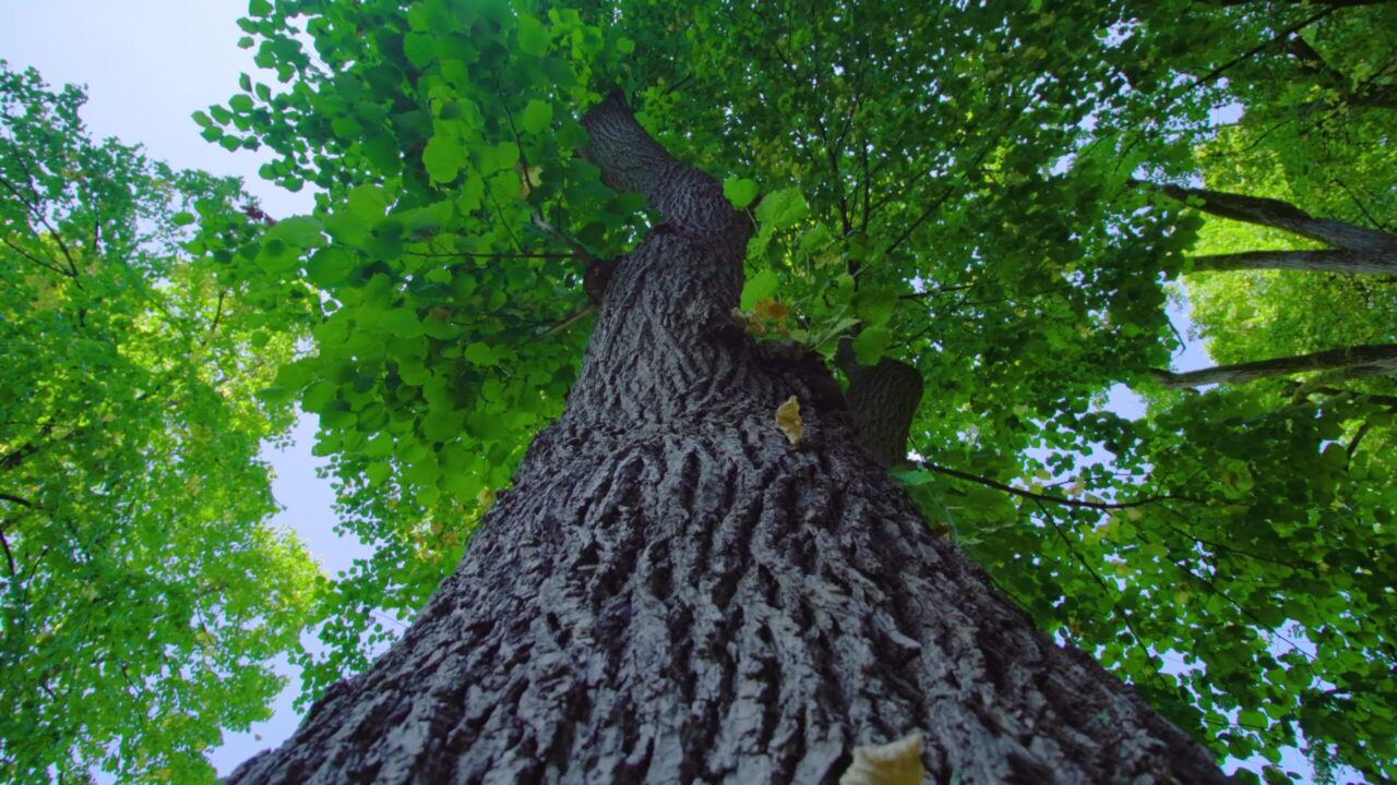 High old oak tree with green crown stands under blue sky