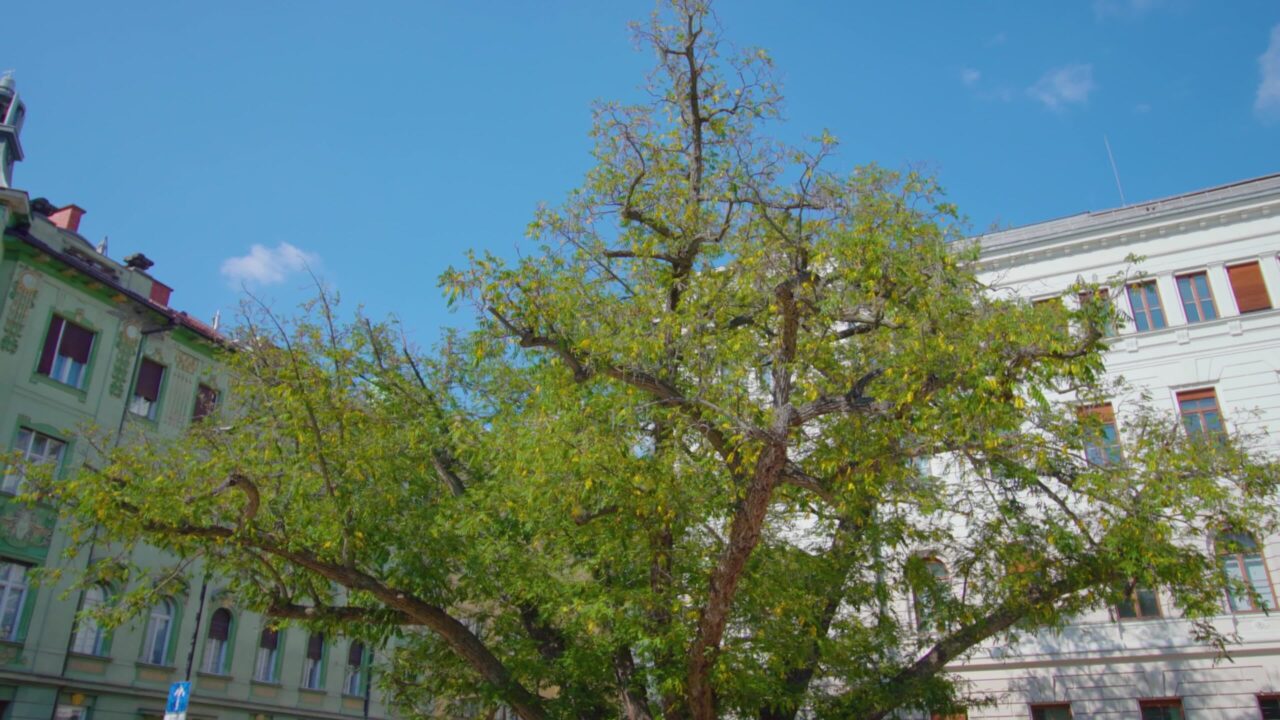 Large tree with wide crown stands in yard in Ljubljana