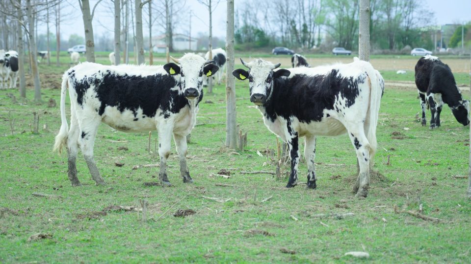 Cows on the meadow