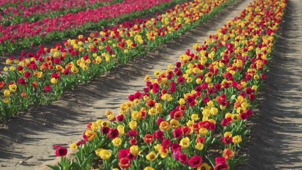 Tulipani colorati sul campo