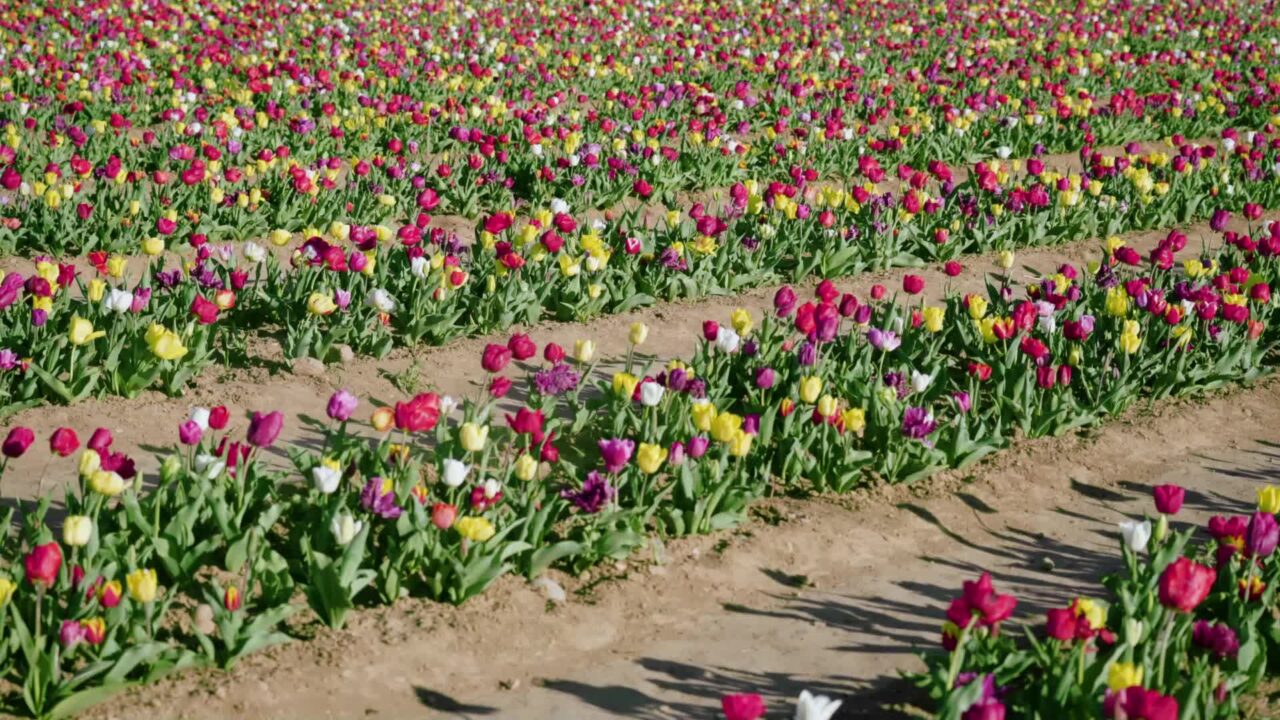 Piantagione con lunghi filari di fiori e navate laterali in primavera