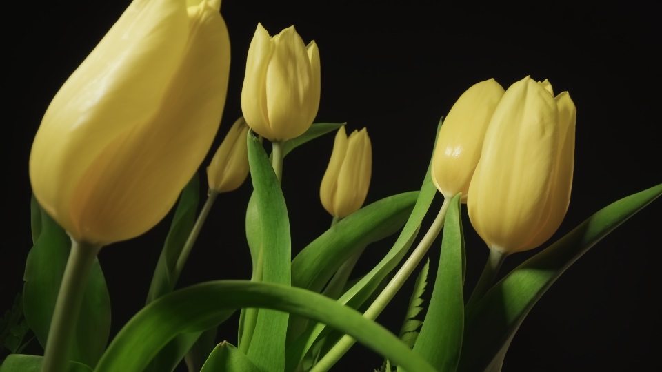 Tulipani gialli luminosi con foglie verdi su sfondo nero