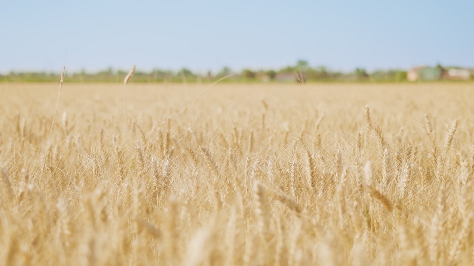 Le spighette di grano maturo ondeggiano nel vento nel campo agricolo