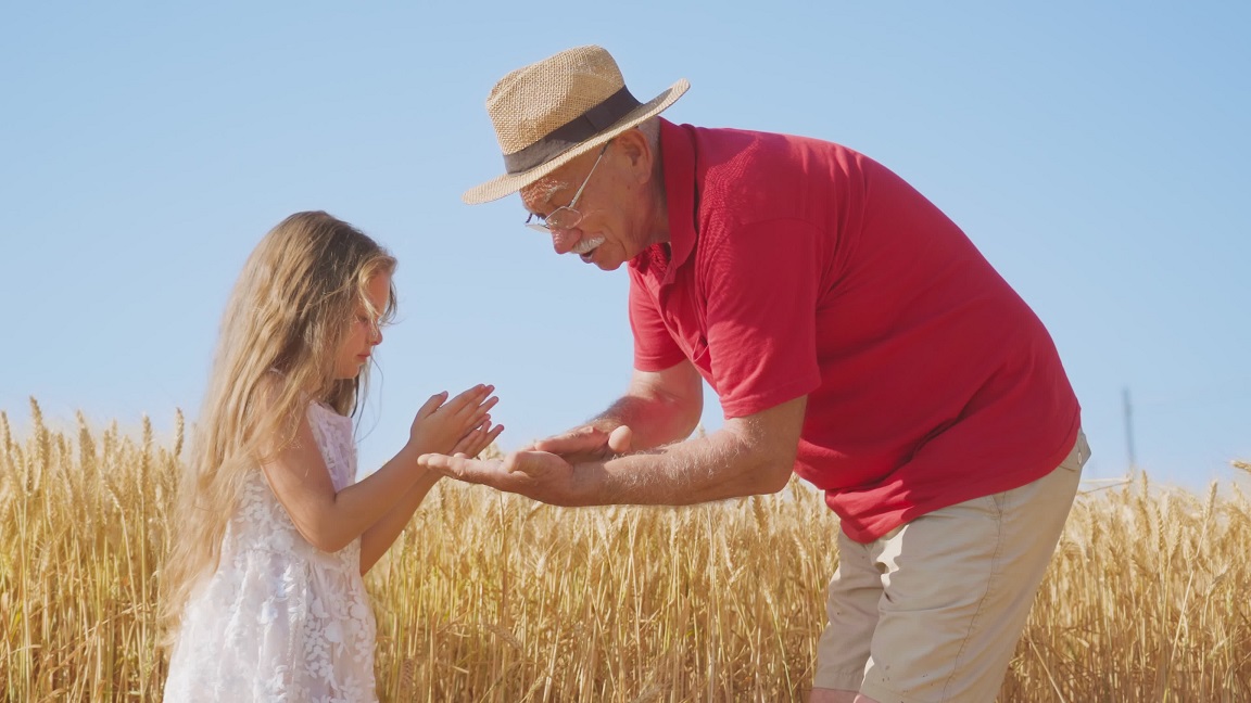 Elderly man teaches blonde granddaughter to collect grains