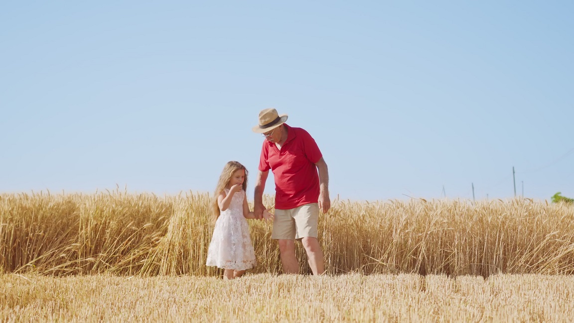 Grandpa takes hand of granddaughter walking in golden field