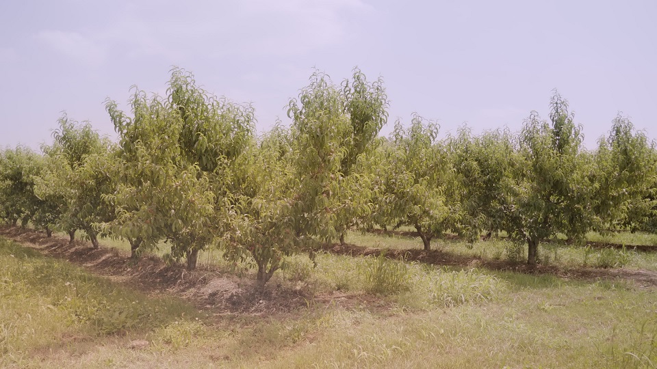 Lush peach trees with green leaves grow in rows in garden