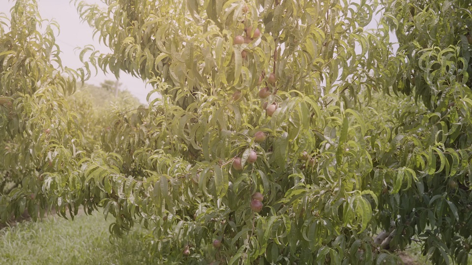 Peach trees with lush leaves and ripe fruits grow in orchard