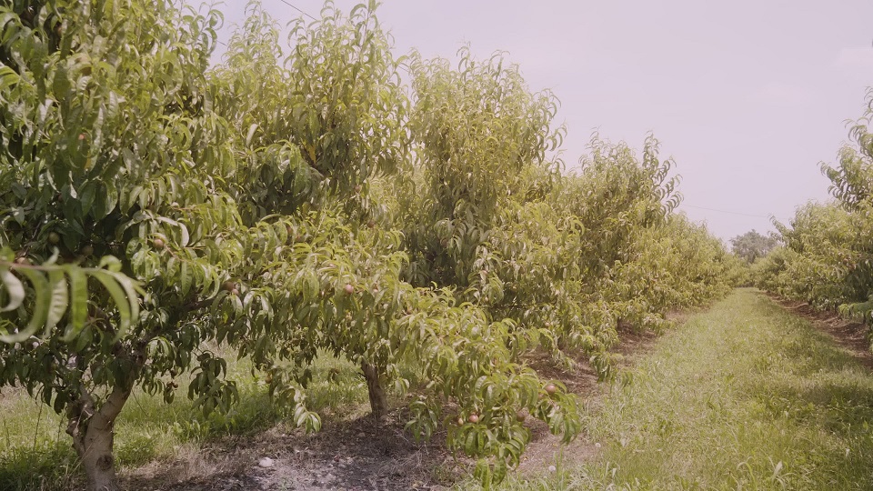 I lussureggianti alberi di pesco con foglie verdi crescono in lunghe file