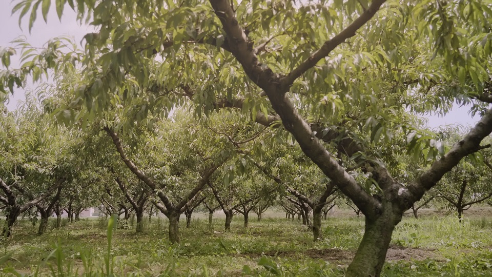 Rural plantation with peach trees growing in long rows