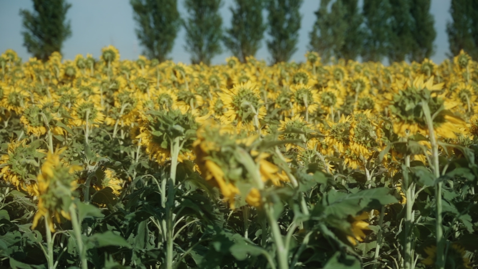 Sunflowers turned to the same side