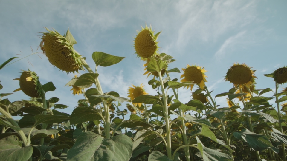 Piante di girasole verdi