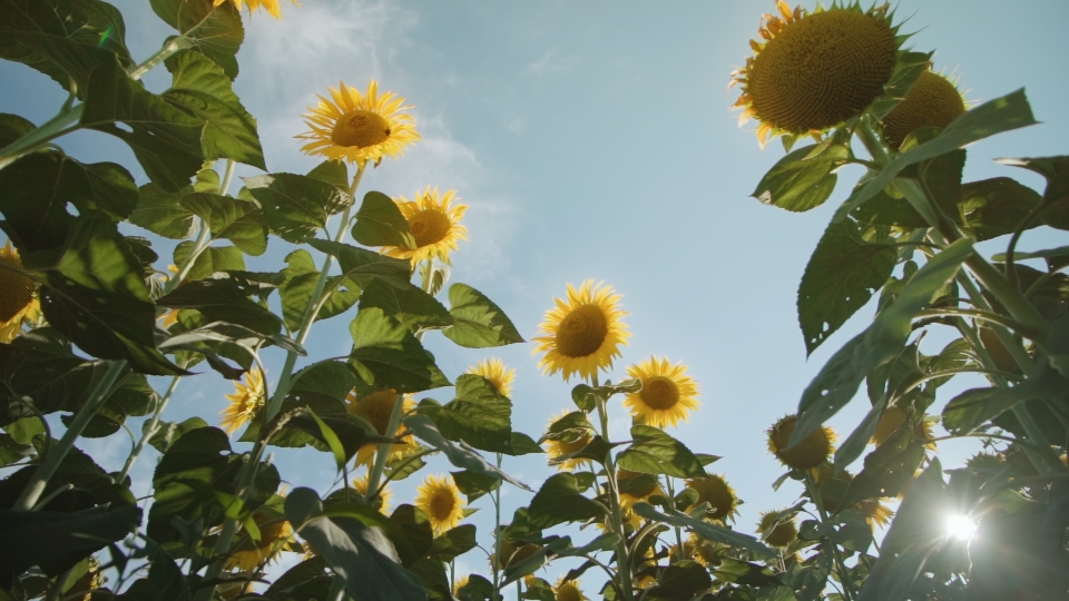 Piante di girasole gialli sotto luce del sole d’estate