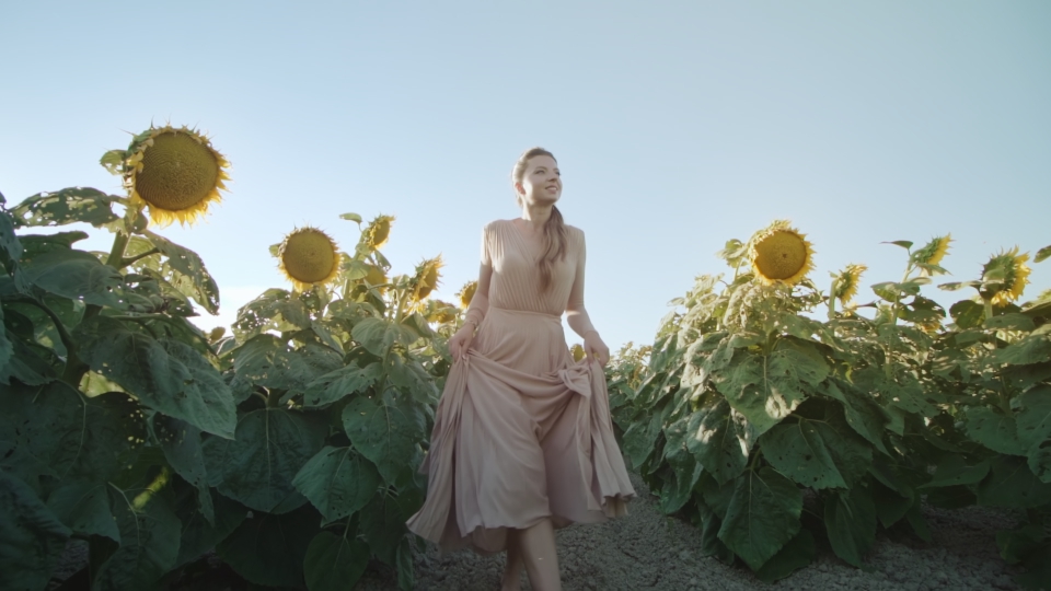 Walk among green sunflowers