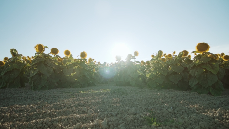 Cultivated field of sunflowers