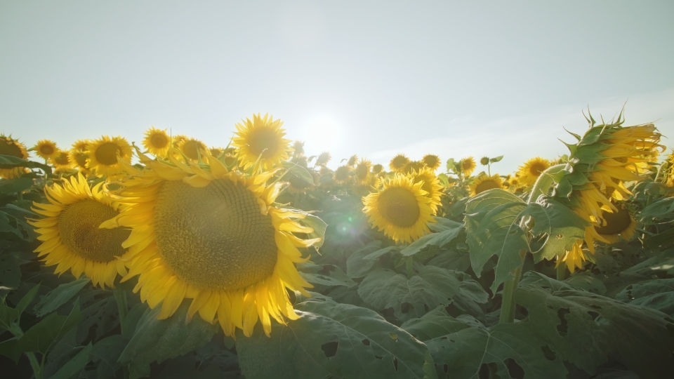 Movement between yellow sunflowers