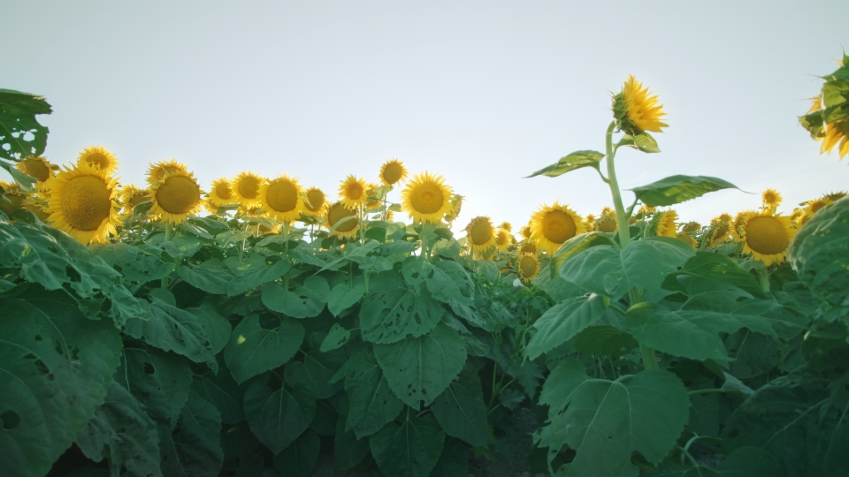 Sunflowers with green leaves