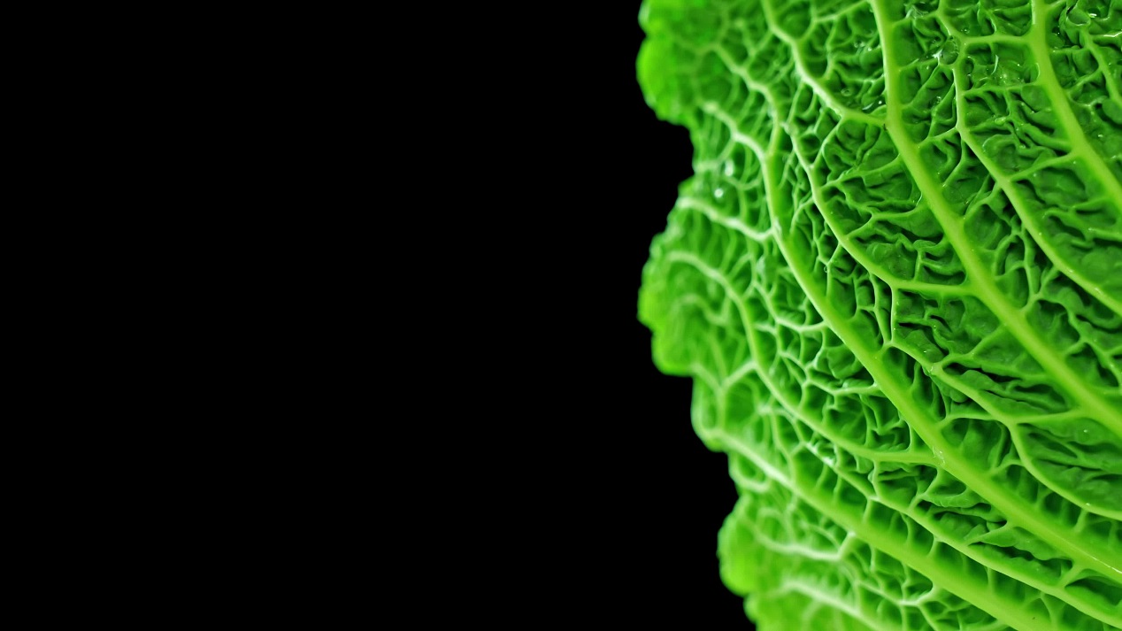 Tasty green leaves of cabbage on black background