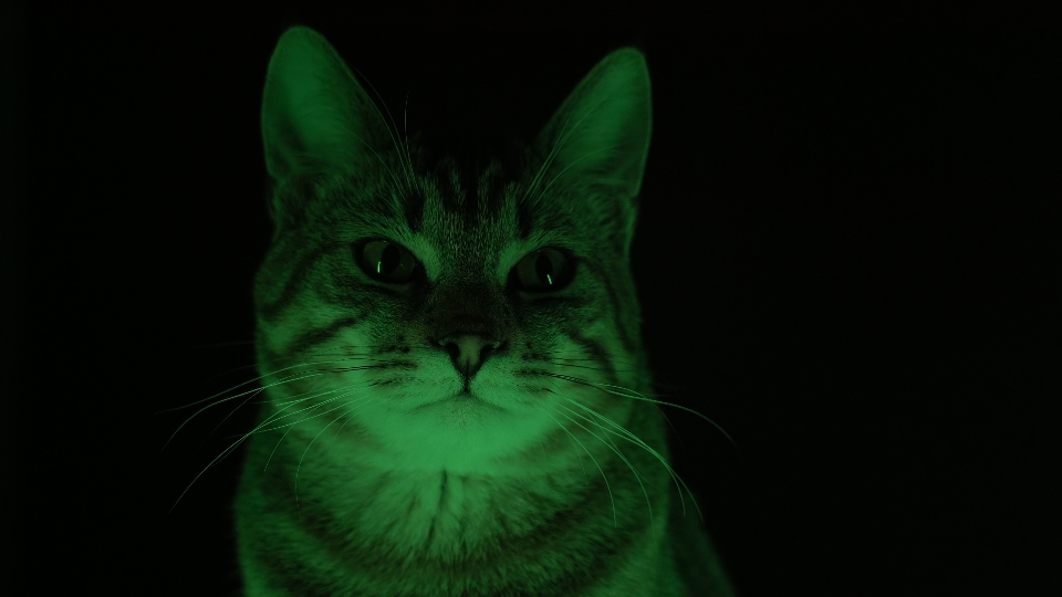 Light flicker on a cat on a black background