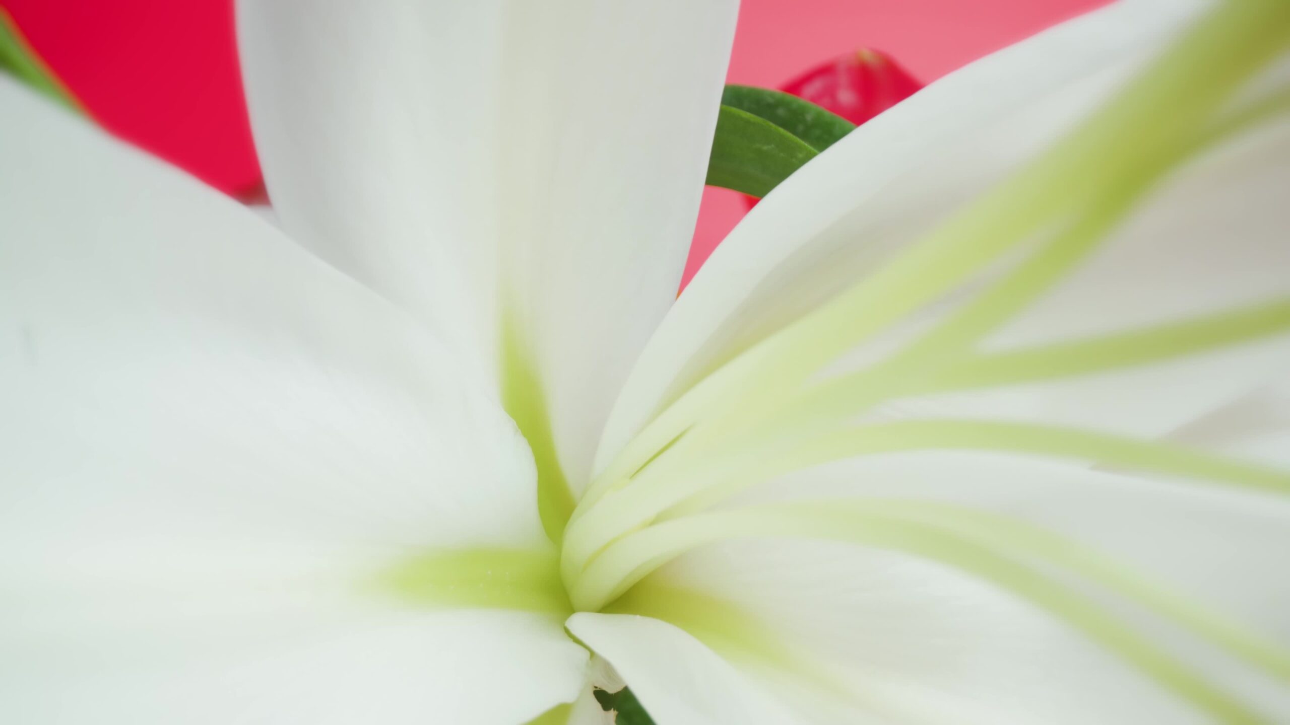 Eleganza Floreale: Dettagli Macro di Pistilli e Stami di Giglio Bianco in Impollinazione