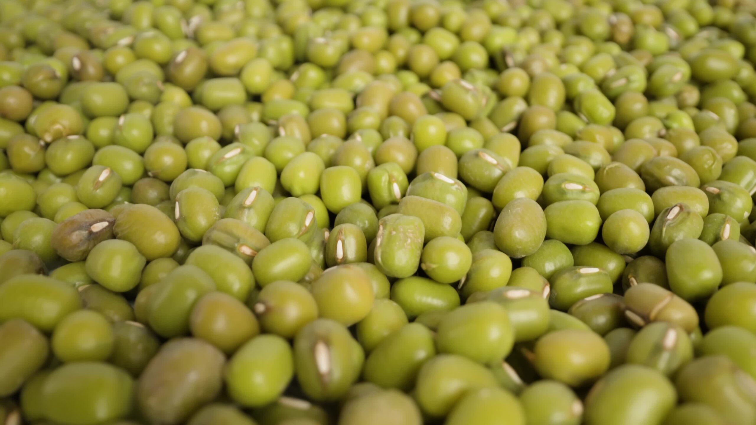 Huge pile of harvested green peas at bright light macro