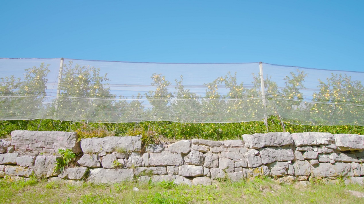 Yellow Apple Trees under the Sunshade Net