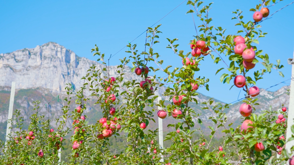 Branches of Red Apple Trees