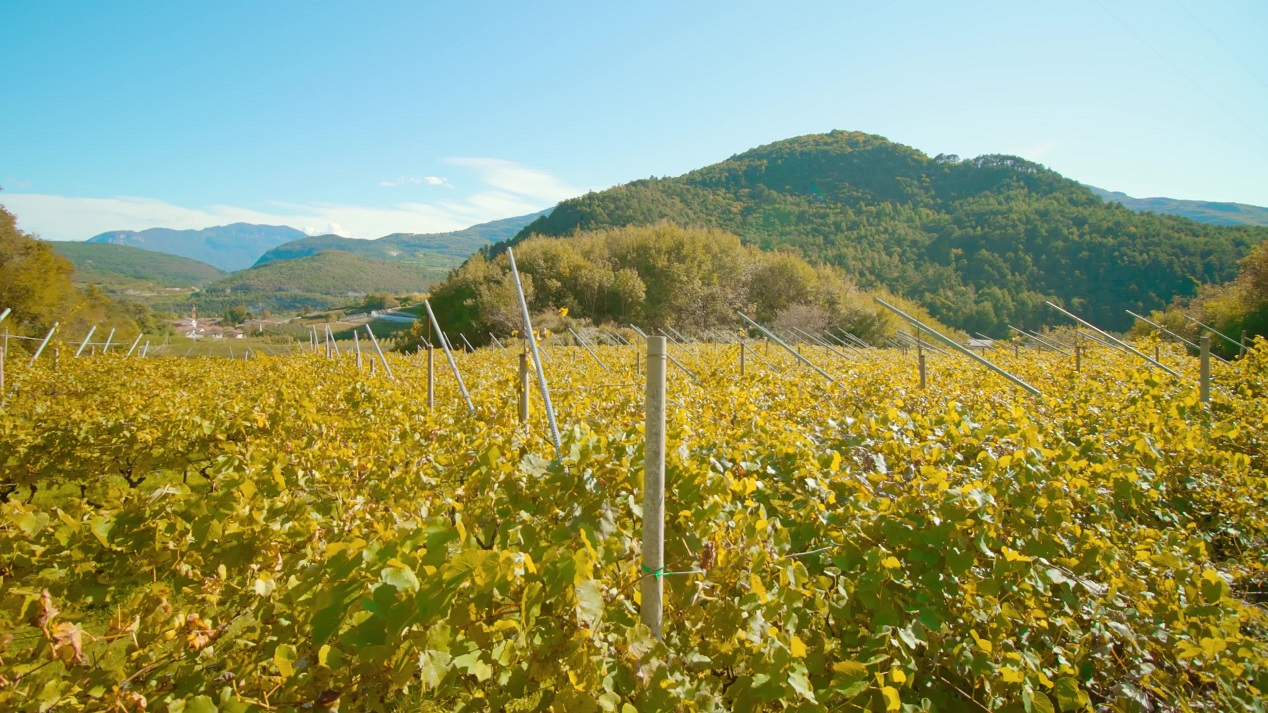 Grape vines with lush yellow leaves grow on plantation